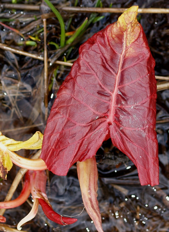 Rumex cfr. alpinus