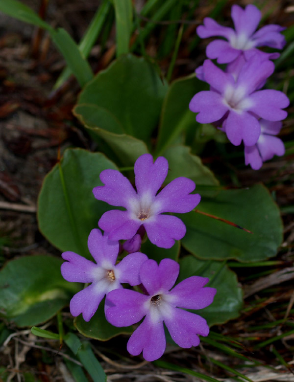 Primula pedemontana / Primula piemontese