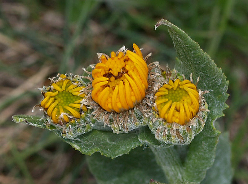 Tephroseris longifolia subsp. gaudinii