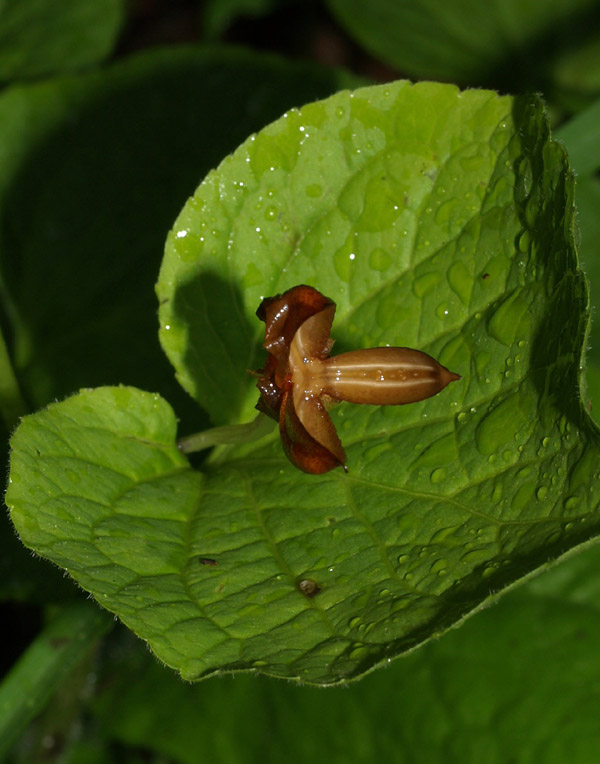 Viola sp.