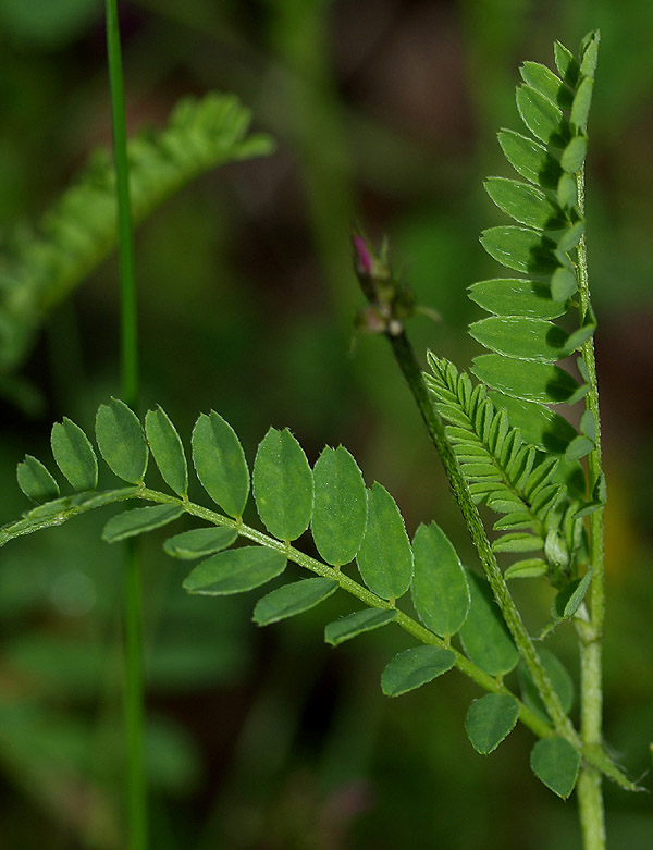 Astragalus hypoglottis