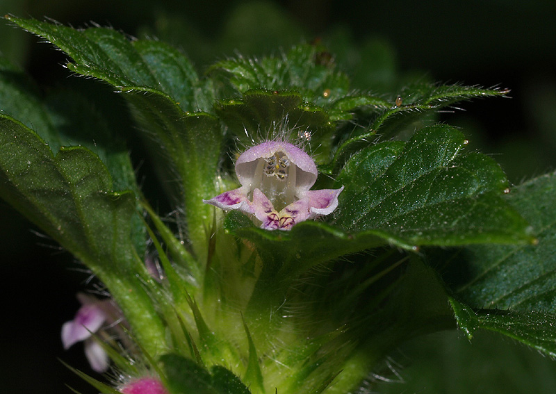 Galeopsis