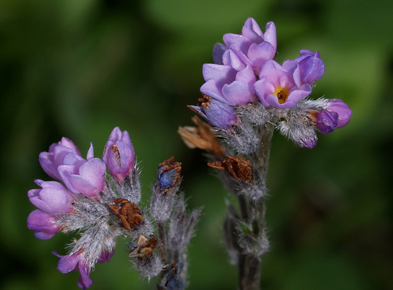 Myosotis?