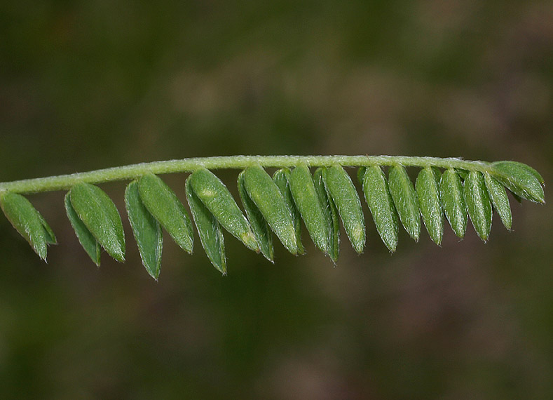 Oxytropis campestris / Astragalo villoso