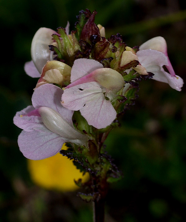 Pedicularis rostratocapitata / Pediculare a spiga breve