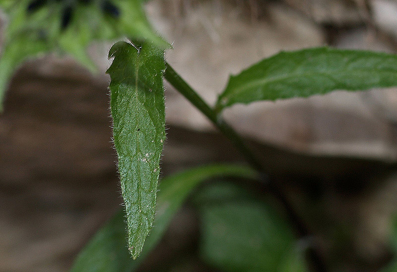 Phyteuma sieberi / Raponzolo di Sieber