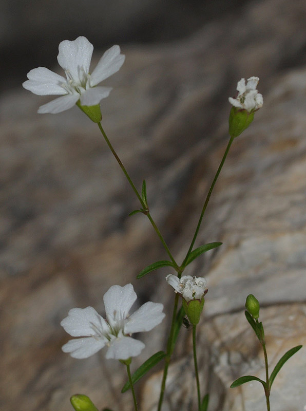 Caryophyllacea: Silene pusilla