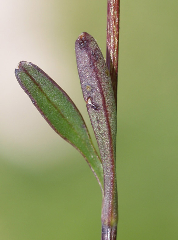 Valeriana saxatilis / Valeriana delle rupi