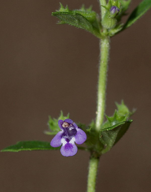 Ziziphora acinos (=Clinopodium =Acinos arvensis) / Acino annuale