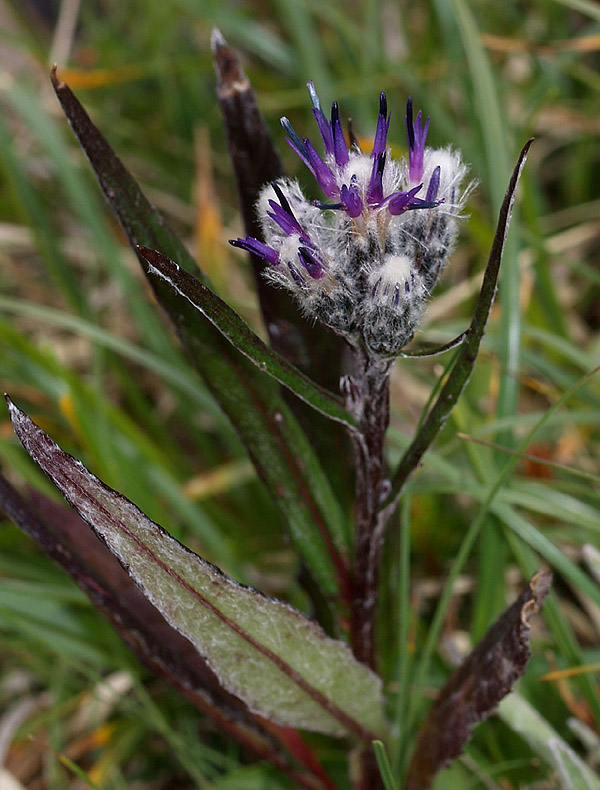 Saussurea alpina  / Saussurea delle Alpi