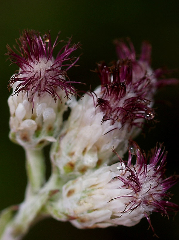 Antennaria dioica