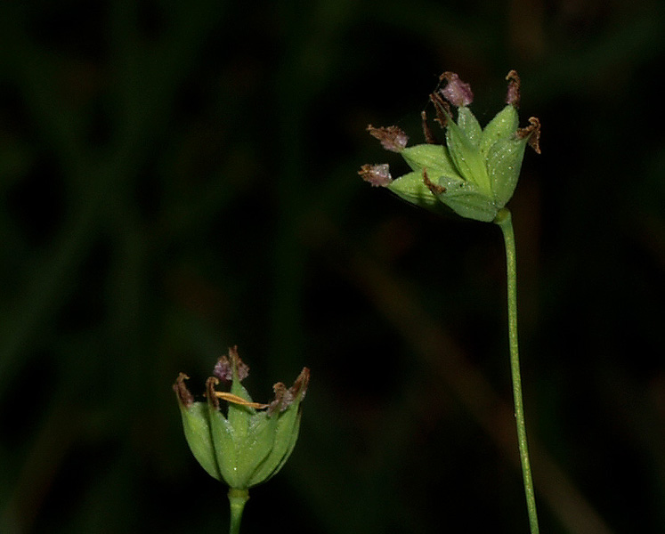 Thalictrum minus ?