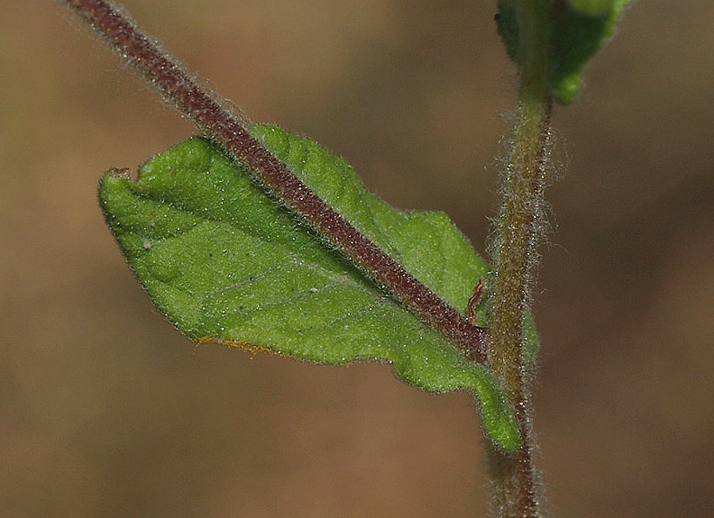 Pulicaria dysenterica / Incensaria comune