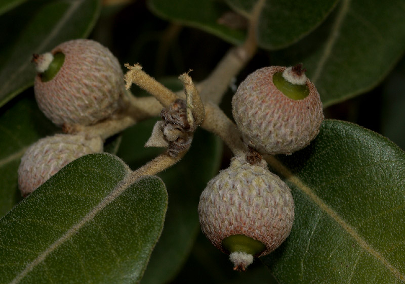 Quercus ilex