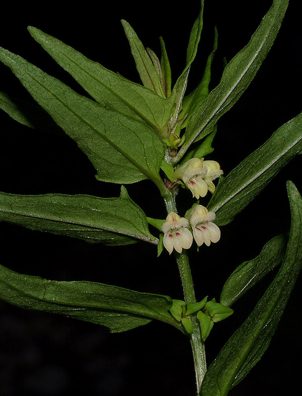 Melampyrum sylvaticum