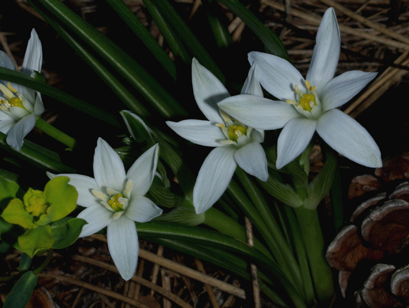 Ornithogalum exscapum