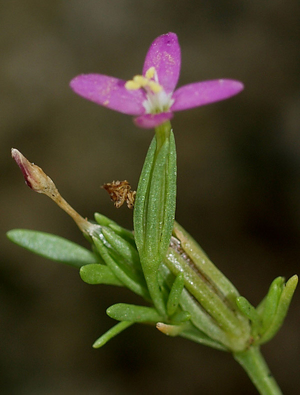 Centaurium erythraea a fiori tetrameri