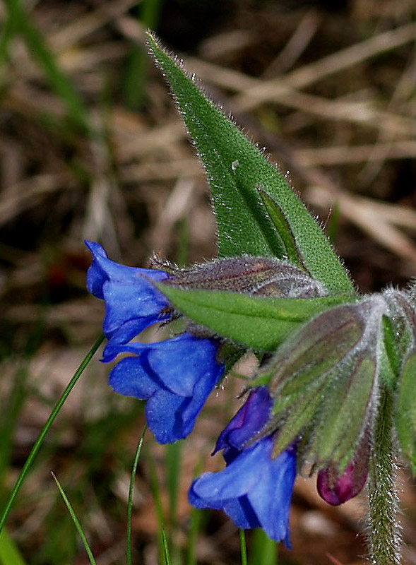 Pulmonaria australis