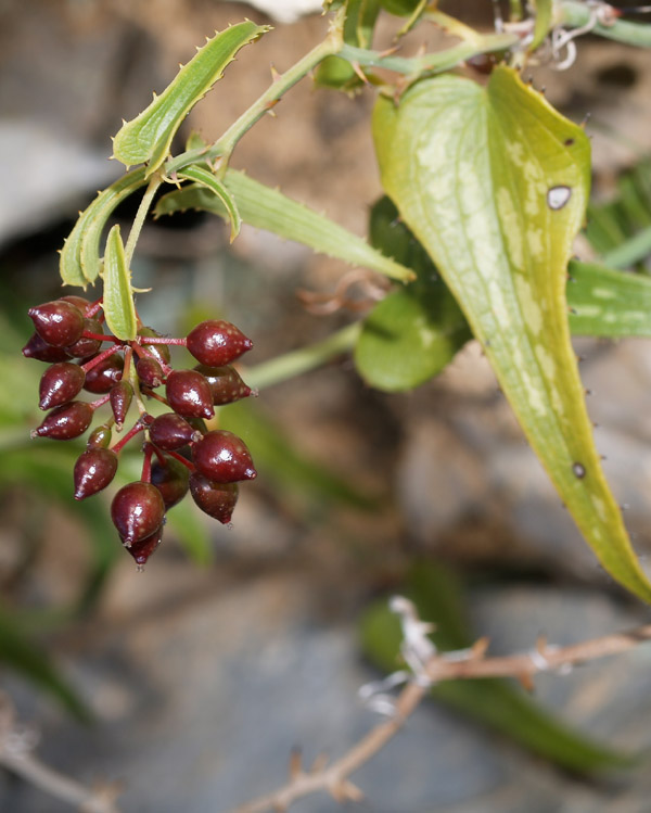 Smilax aspera