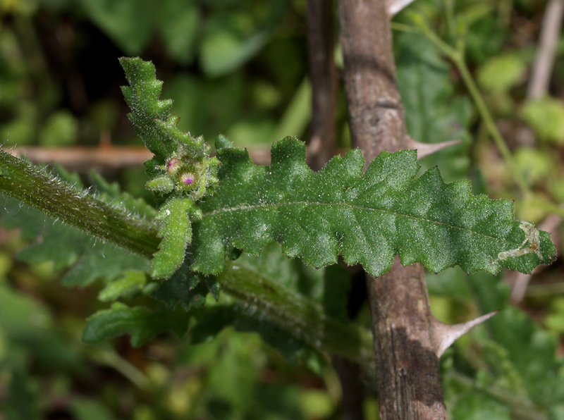 Senecio lividus