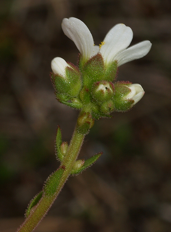 Saxifraga bulbifera / Sassifraga bulbifera