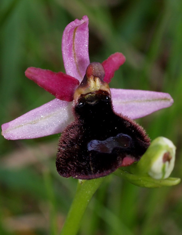 Ophrys benacensis