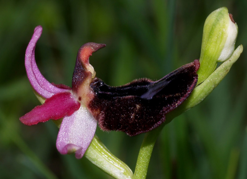 Ophrys benacensis