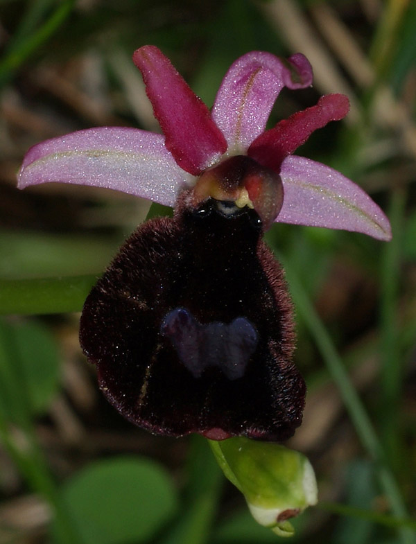 Ophrys benacensis