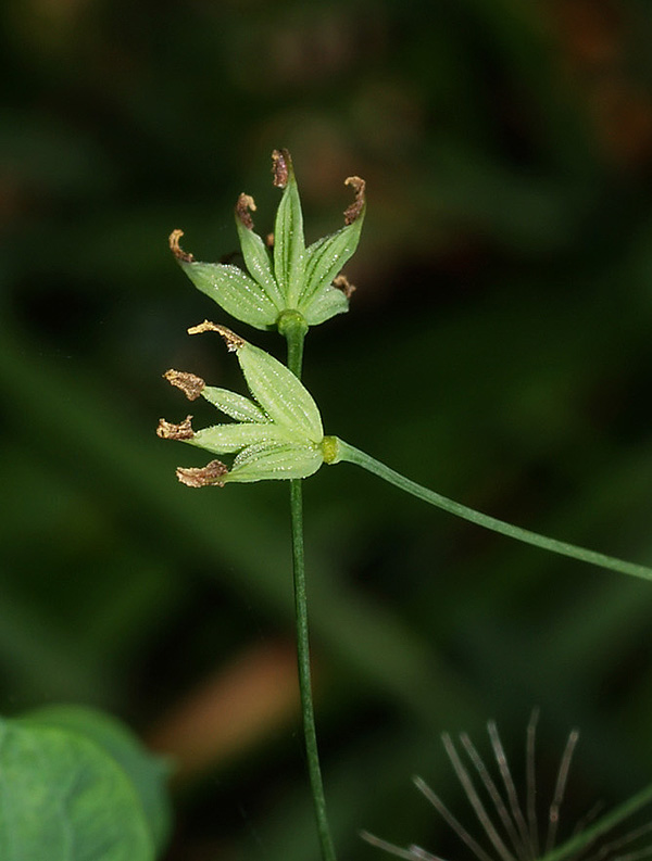 Thalictrum minus ?