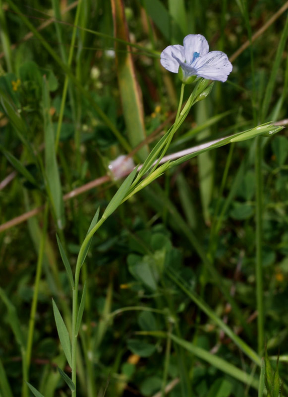 Linum bienne