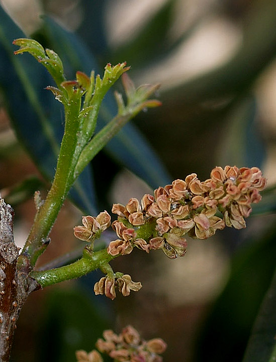 Pistacia lentiscus