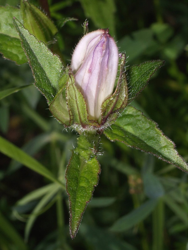 Lusus: Campanula cfr latifolia