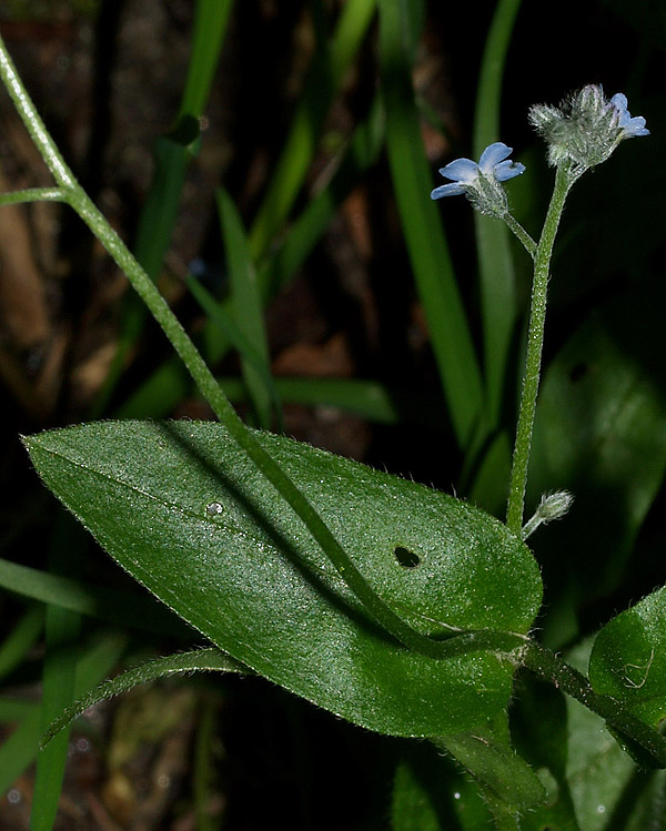 Myosotis