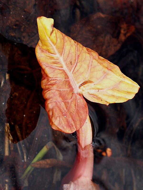 Rumex cfr. alpinus