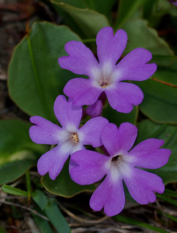 Primula pedemontana / Primula piemontese