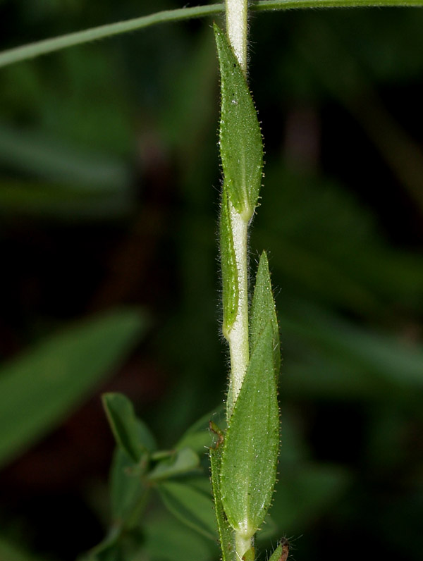 Linum viscosum / Lino malvino