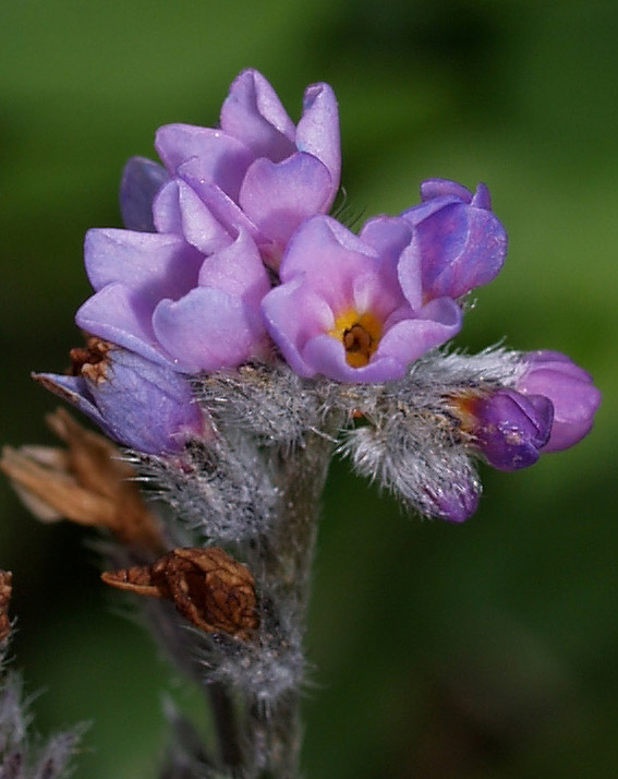 Myosotis?