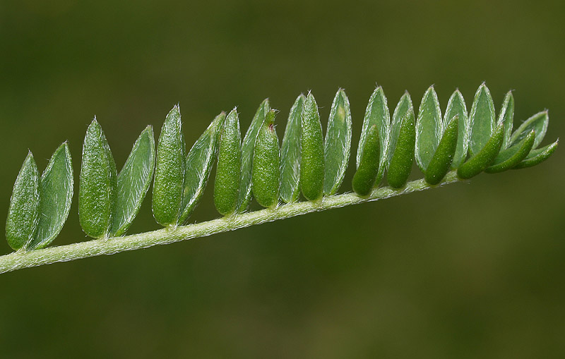 Oxytropis campestris / Astragalo villoso