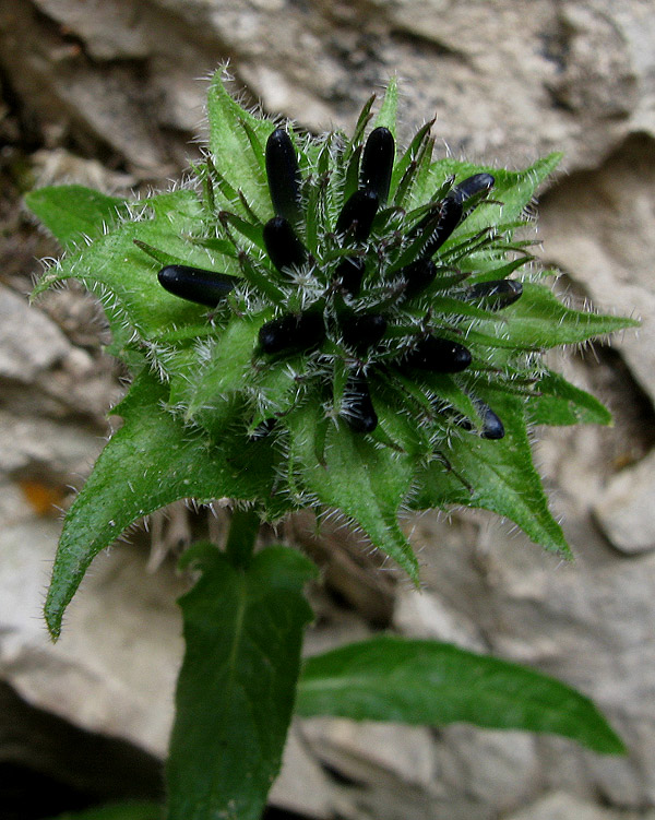 Phyteuma sieberi / Raponzolo di Sieber