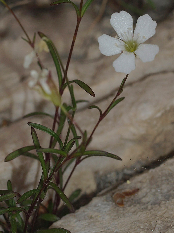 Caryophyllacea: Silene pusilla