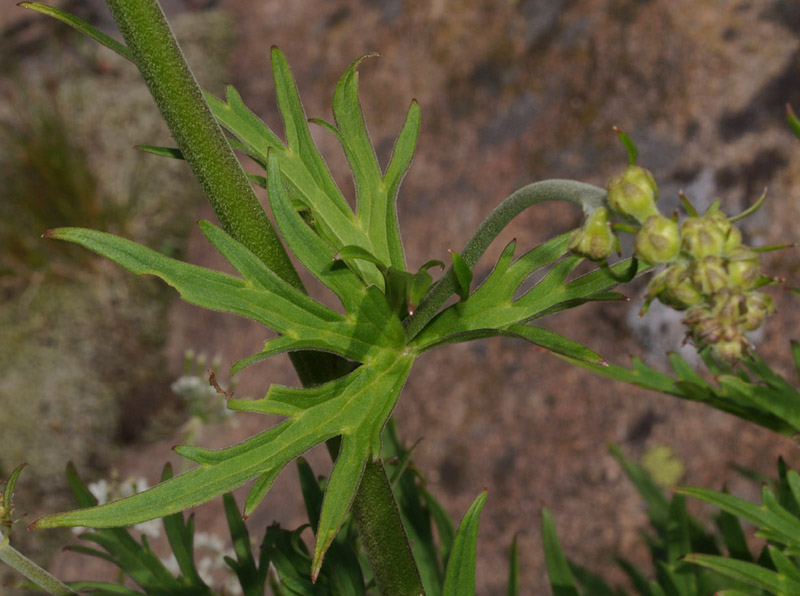 Aconitum lycoctonum / Aconito strozzalupo