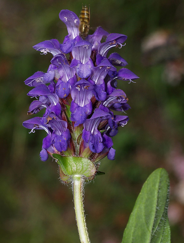 Prunella grandiflora / Prunella delle Alpi