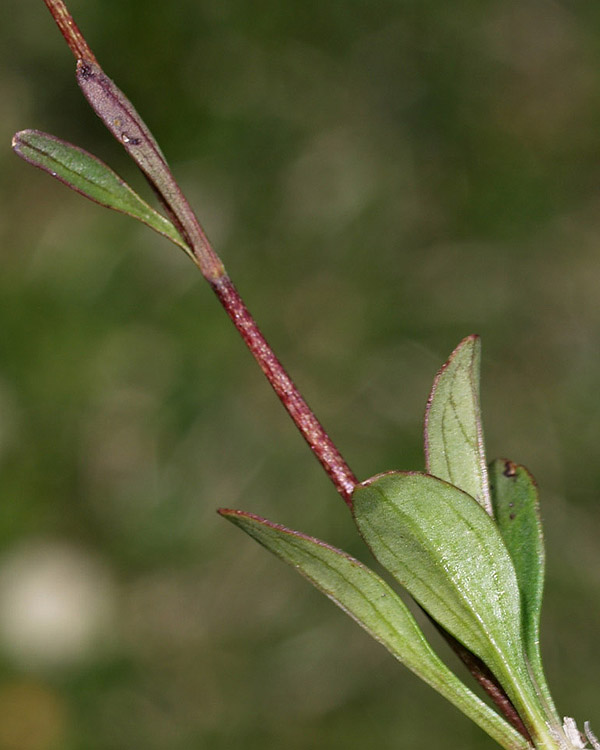 Valeriana saxatilis / Valeriana delle rupi