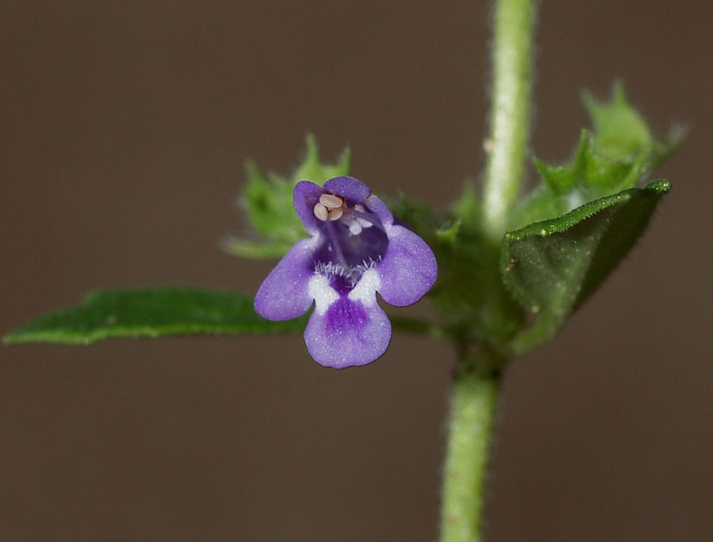 Ziziphora acinos (=Clinopodium =Acinos arvensis) / Acino annuale