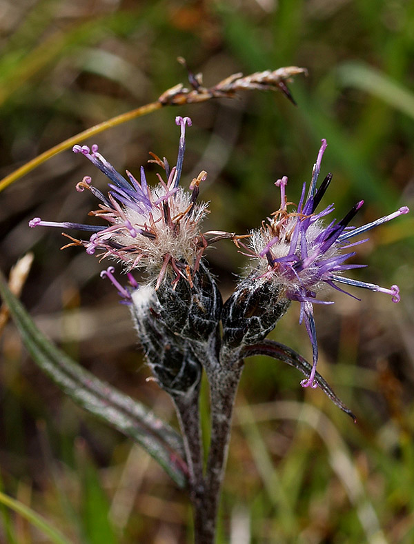 Saussurea alpina  / Saussurea delle Alpi