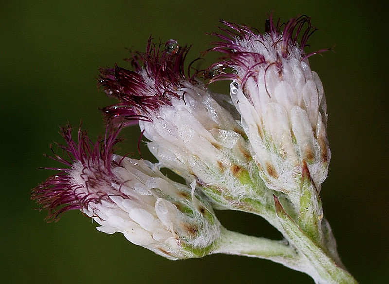 Antennaria dioica