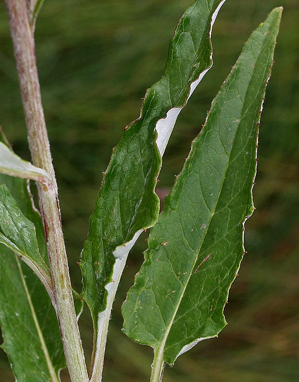 Saussurea discolor / Saussurea  a foglie discolori