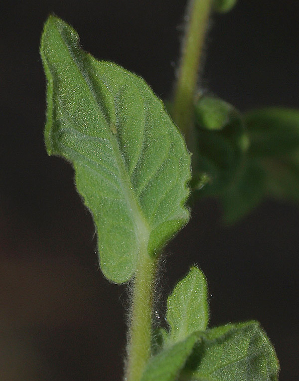 Pulicaria dysenterica / Incensaria comune