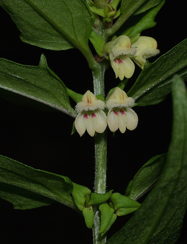 Melampyrum sylvaticum