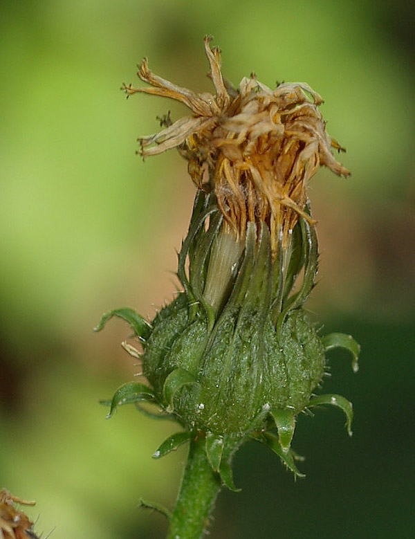 Picris hieracioides  / Aspraggine comune